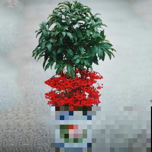 新春就养金玉满堂，满盆的果子红似火，一盆就点亮整个家！