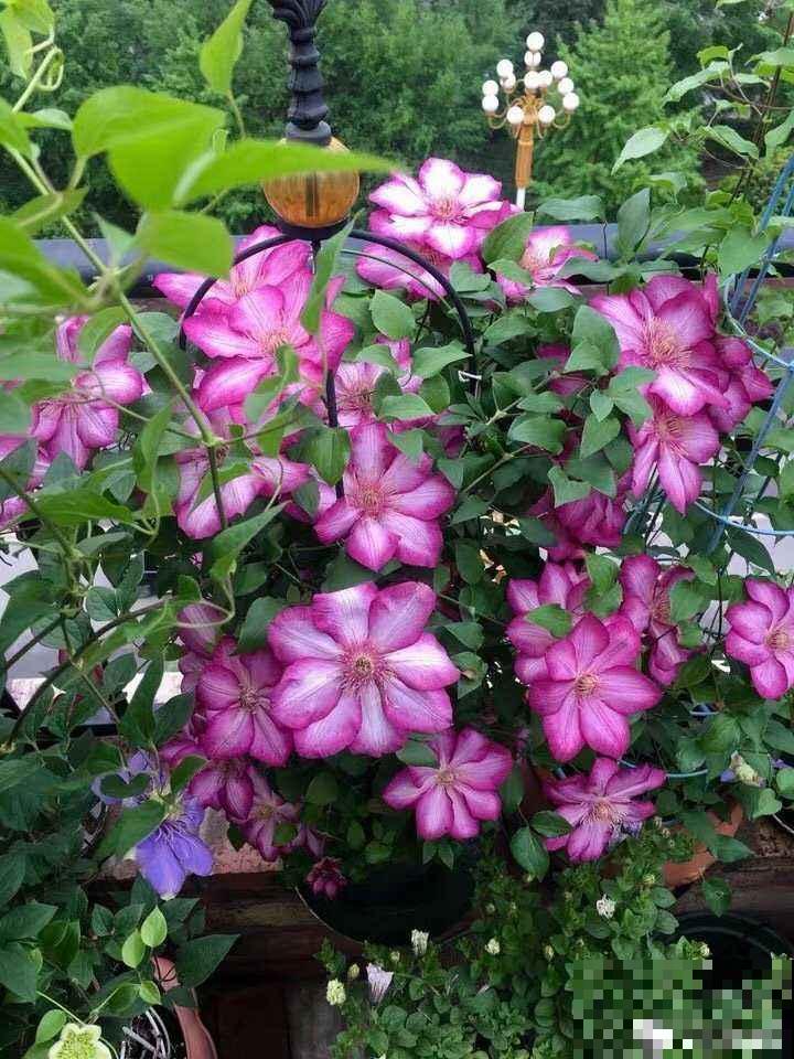 这花“体积大”，适合种在大盆里，盆越大花长得越旺