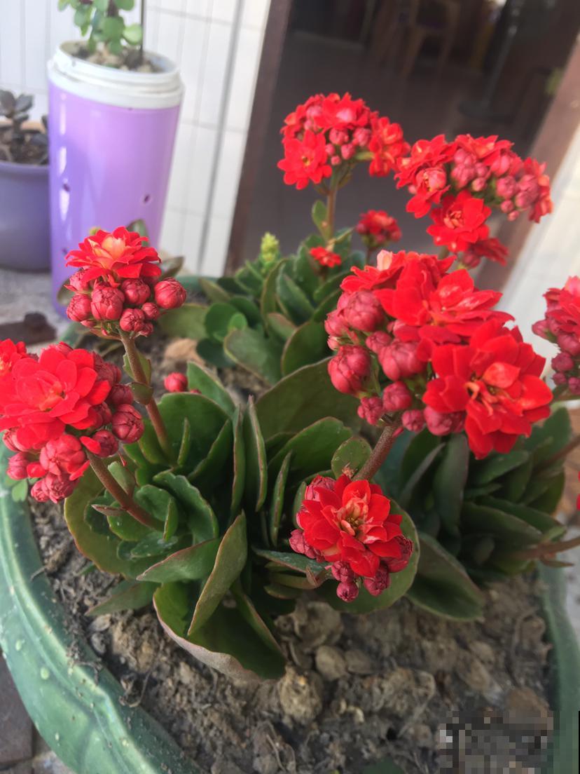这花远看像长寿，近看像玉树，还能开出5色花，真神奇