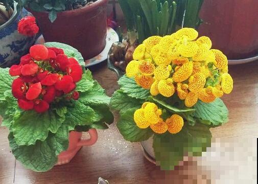 养盆元宝花，新年荷包鼓鼓，钵满盆满！