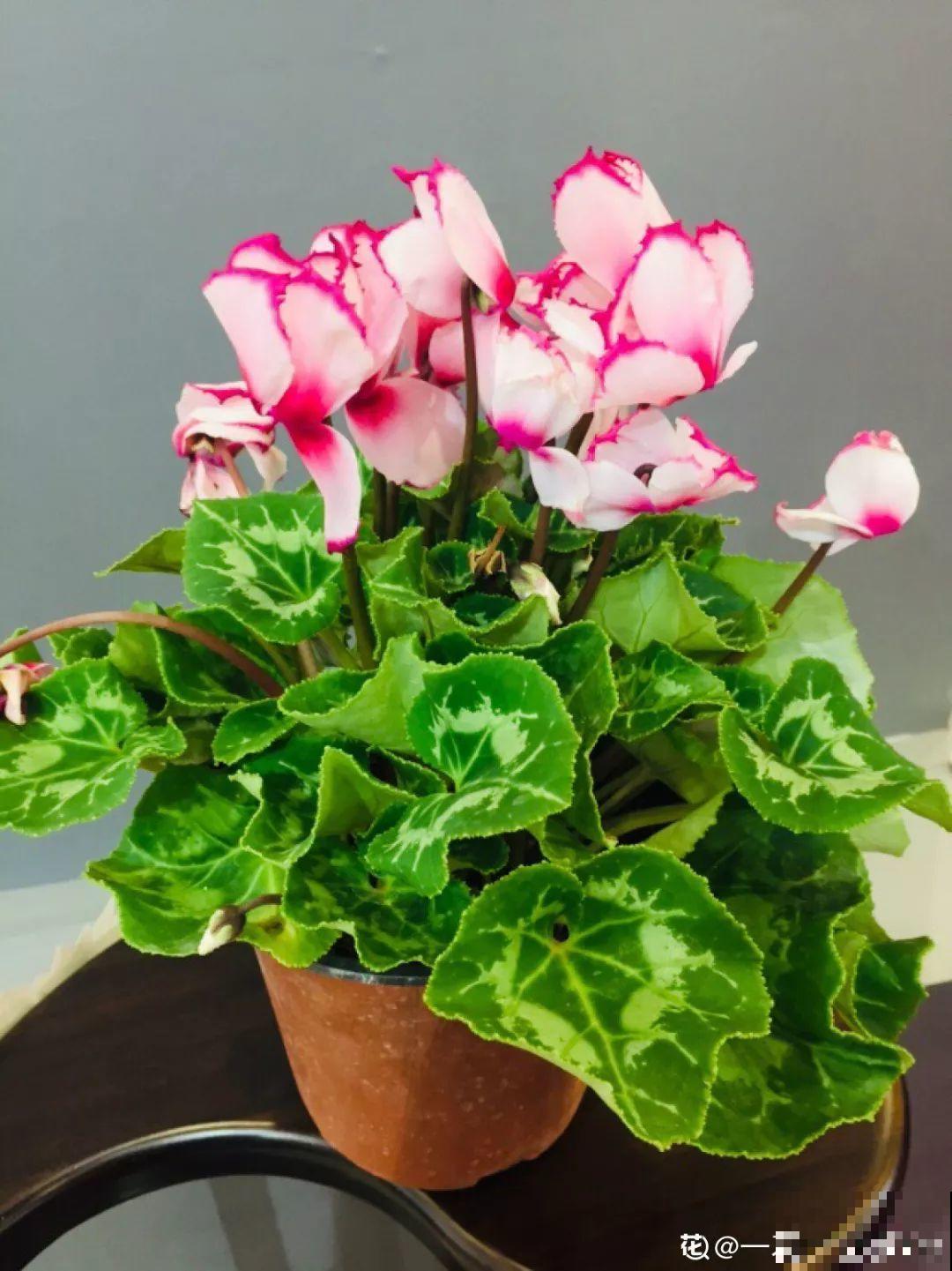 18种过年花，随便挑着养，“鼠”你新年最有钱！