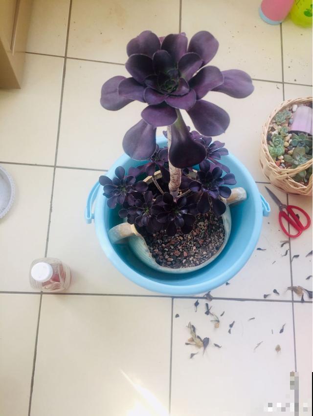 一次疫情，荒芜不了整个春天，阴霾会过去，鲜花也会盛开！