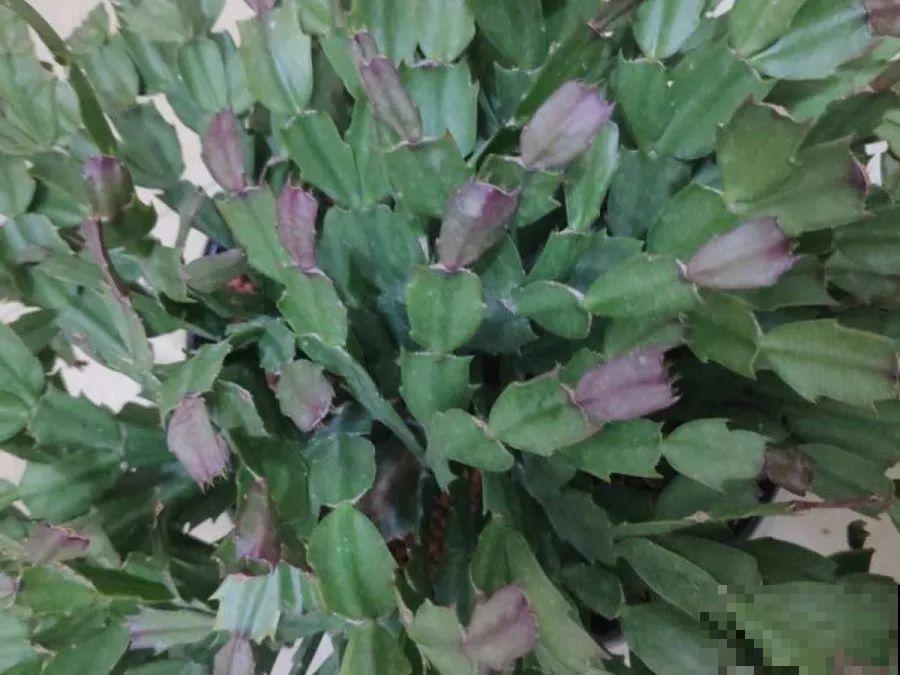 这3种肥料，月季盆里加一点，蹭蹭冒芽还不招虫！