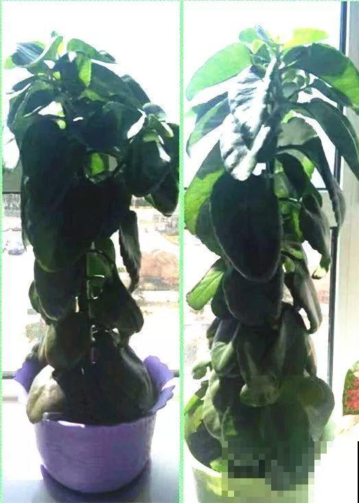 用长寿花盆里浇点它，叶片个个都巴掌大，长成2米“巨无霸”！