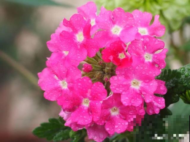 3月开始，8种花随便养，开花多长得快，新手也能养爆盆！
