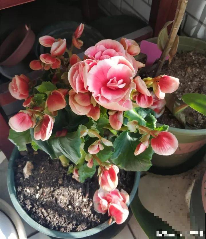 这么漂亮的花，从来没养活过，说多了都是泪！