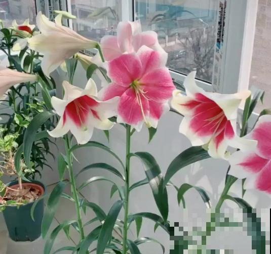 3月最适合种的花，门口栽一丛，开花又大又香！