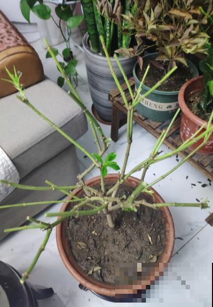 植物养着养着就死了，其实砍一刀就解决，一周就呼呼冒新芽！