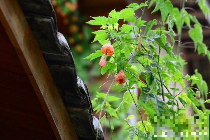 日这花开花像小铃铛，一年能开5个月，真“超长待机”