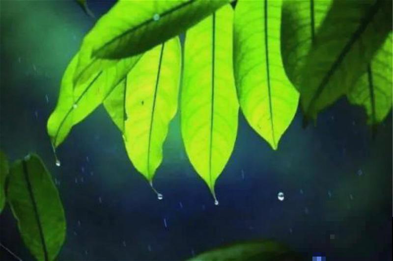 绿萝叶子滴水，恭喜你，养出一盆好绿萝！