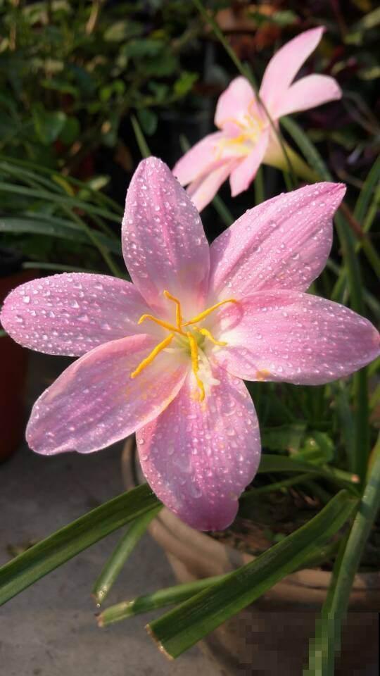 这花不怕晒也不怕雨，只要种土里，蹭噌开花，特好养