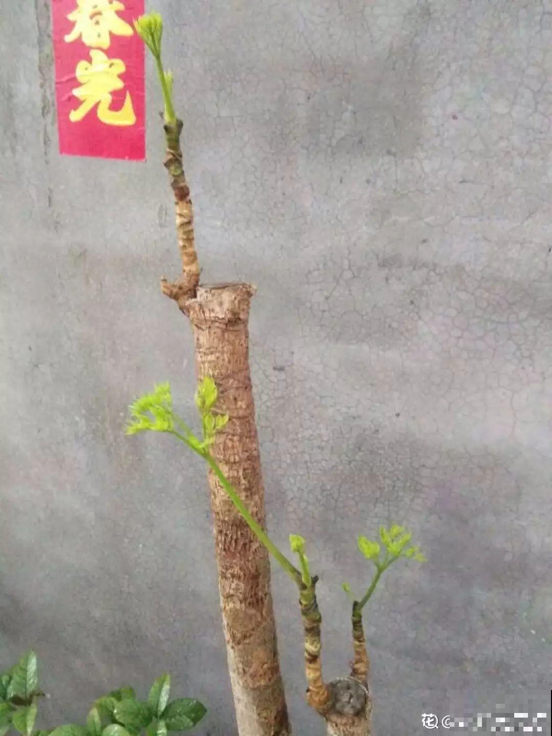 这花长到4米高，顶破屋顶太愁人，砍1刀冒出一圈芽！