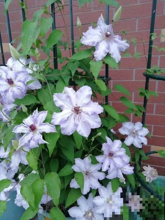 这花“体积大”，适合种在大盆里，盆越大花长得越旺