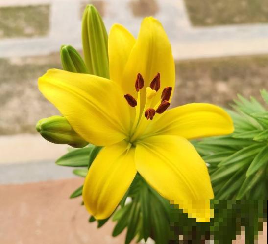 有些花，你以为还活着，其实早死了！