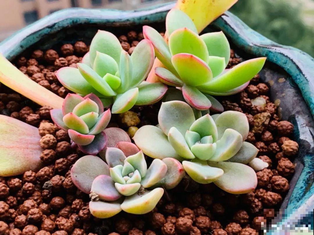 开完花的蟹爪兰，叶子摘一摘，放在梳子上遇水就生根！