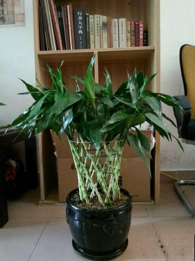 3棵茶花绑一绑，1年变成大老桩，懒人也能养成！