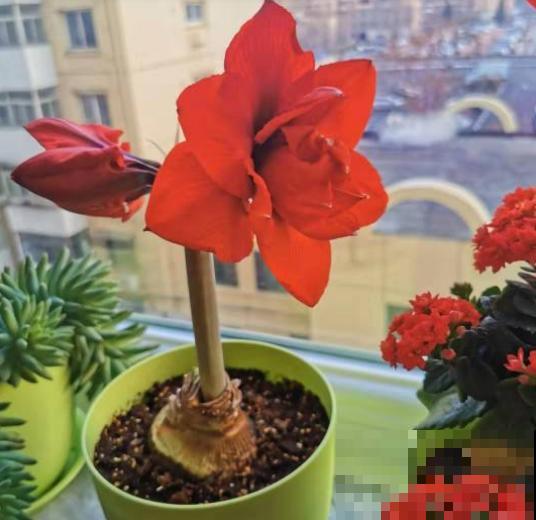 花后不能乱剪的植物，施点肥水，来年一盆变多盆！