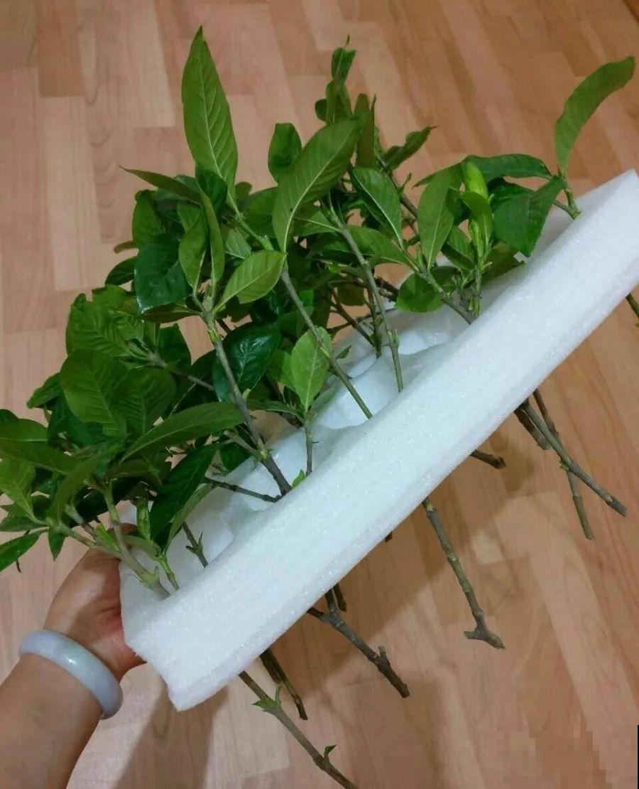 春天扦插，就教你一招不用花盆，一个比一个长得好！
