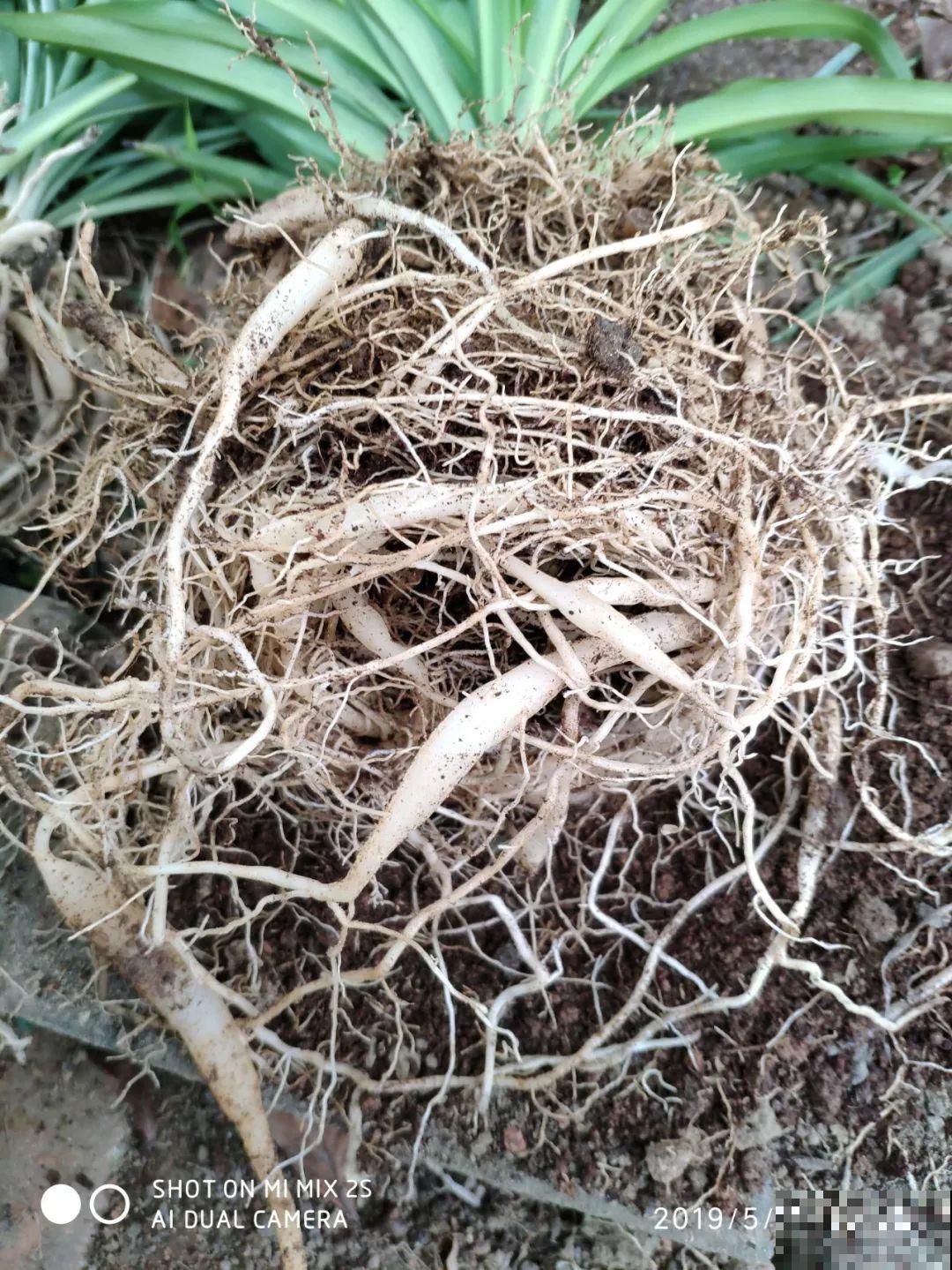 这花太能生，根系长满一轮胎，必须要换盆！