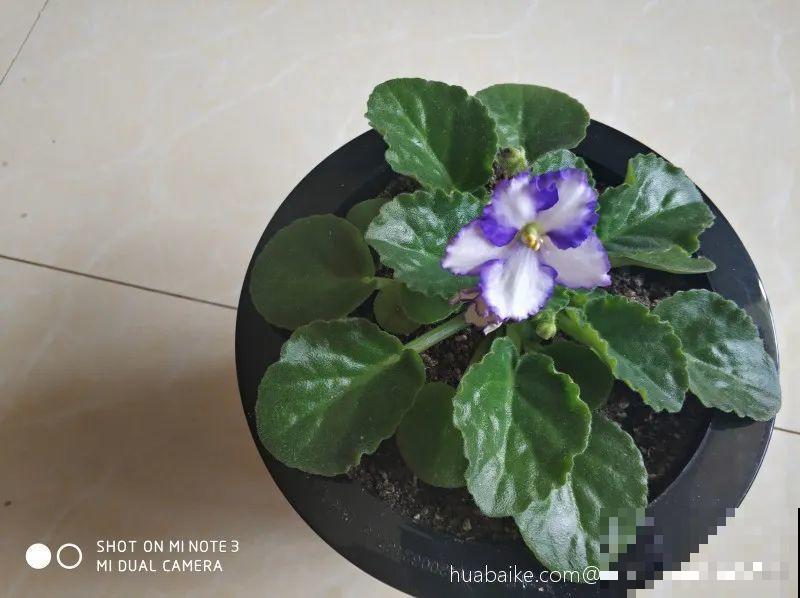 开完花的蟹爪兰，叶子摘一摘，放在梳子上遇水就生根！