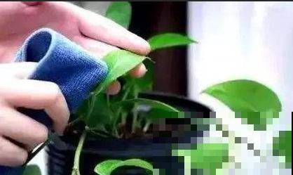 你家花总是面黄肌瘦？就因为不给它搓澡，赶紧拿抹布上阵！