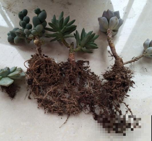 换盆不做这件事，就等于白换了，一年也不长个！