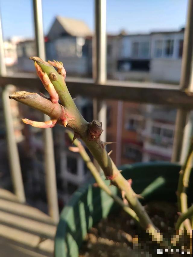 养花就得下狠手，剃光头、撸光叶，越剪越开花