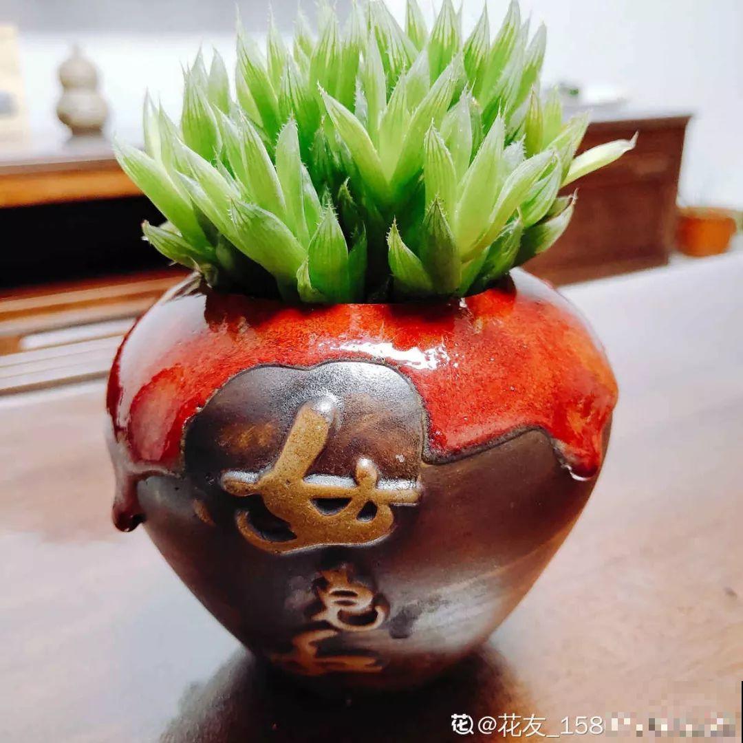 过年的酒瓶别扔，种上多肉美翻天，花盆都不用买了！