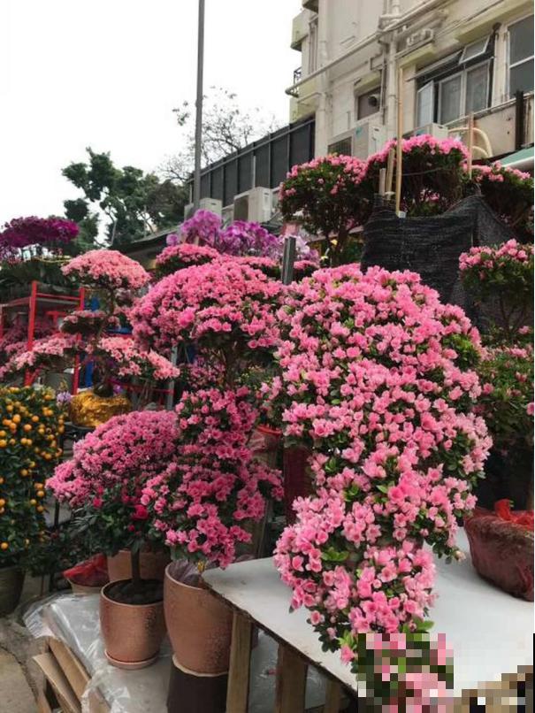 花市买花要会“挑”，挑对了开花一大片，整个春天有花看！