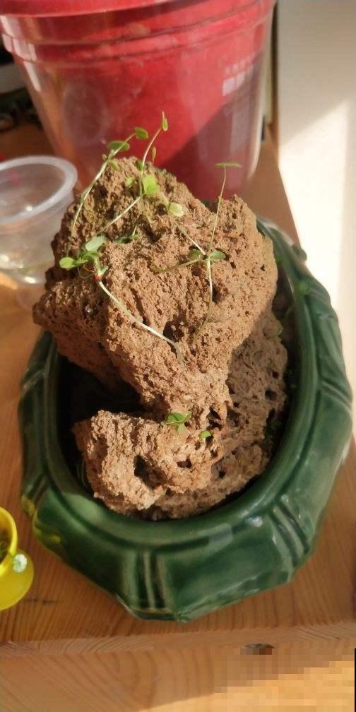 把花种在“石头上”，价格翻一倍，别人给钱都不卖