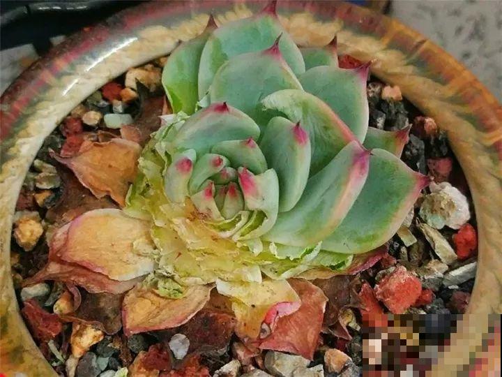 家里养的宝贝花，老鼠最爱偷吃，一夜啃个精光！