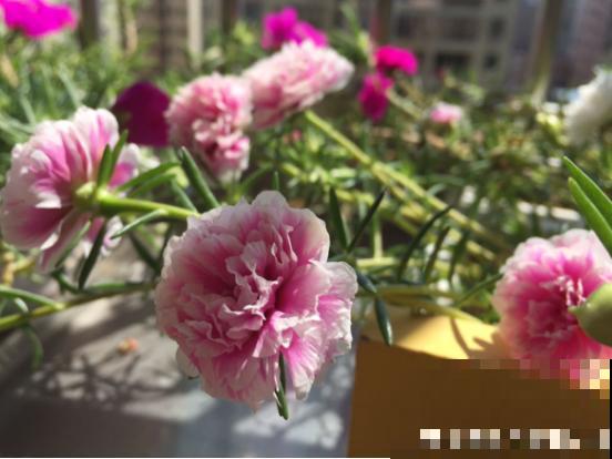 扦插最好活的花，枝条沾土就生根，不出俩月准爆盆！