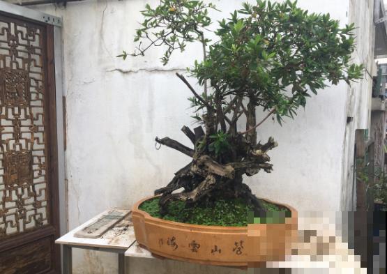 老桩杜鹃真难养，不要折腾，越折腾死得越快！