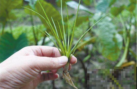 农村看到这野草，别手贱去挖，搞不好会坐牢！
