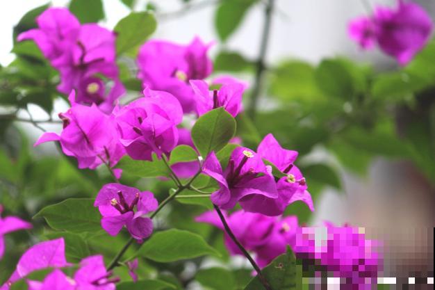 养花也要看地域，“南花北养”最要命，咋养都不活！