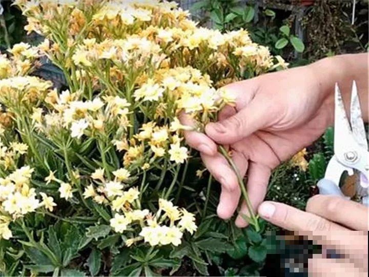 过完年，这花赶紧修剪、扦插，还能再开一茬！