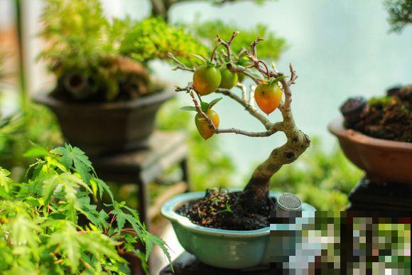 他家超大阳台，种了几十盆高价盆景，壕无人性！