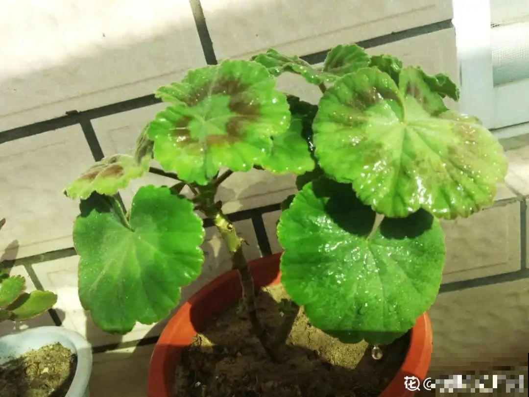 春天的开花机器，养1盆，剪一茬开一茬，阳台变成小花房！