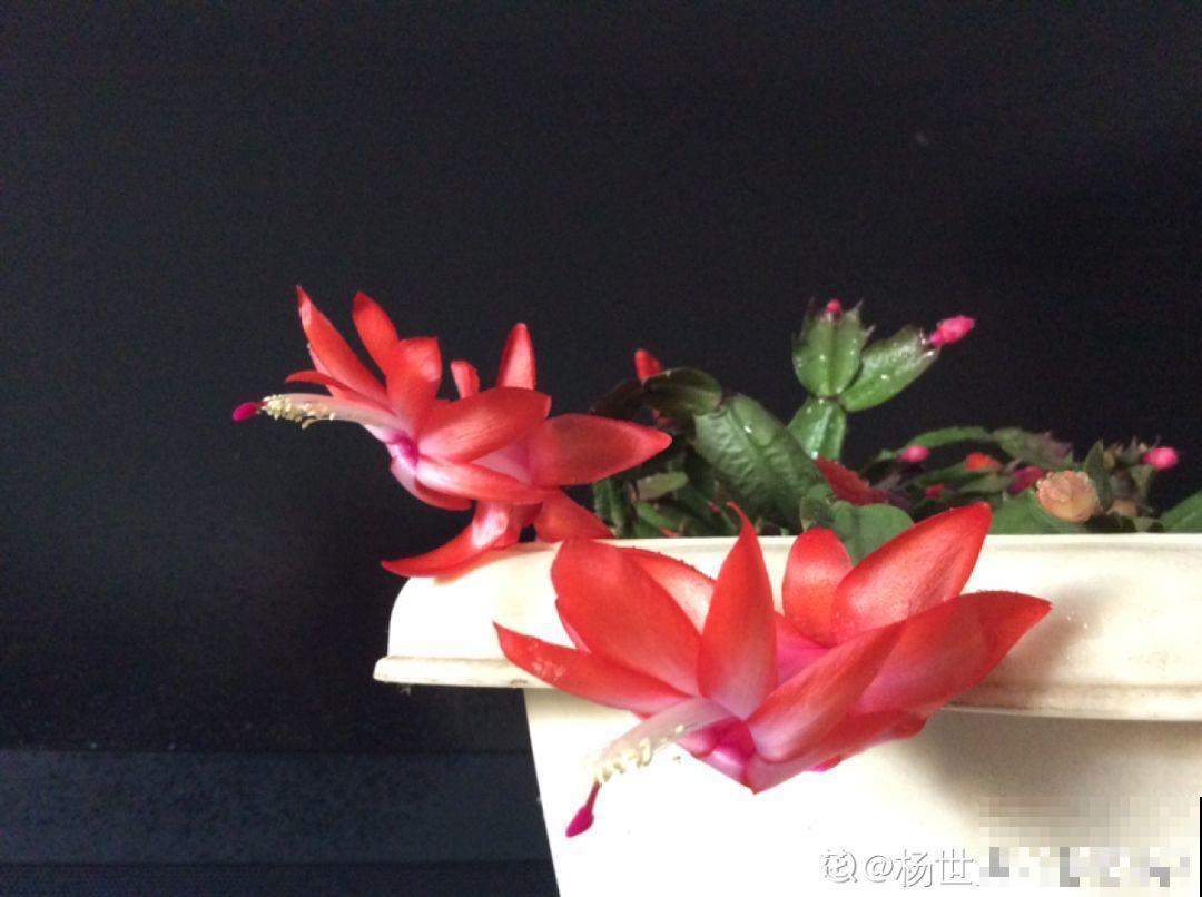 蟹爪兰光长叶子不见花？一掐一喷，半个月后就能开！