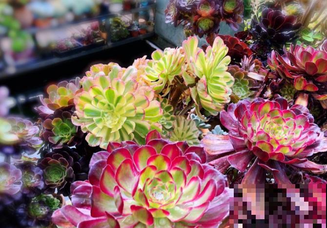 他只养一种多肉，就能建一个漂亮的花园，人人都羡慕！