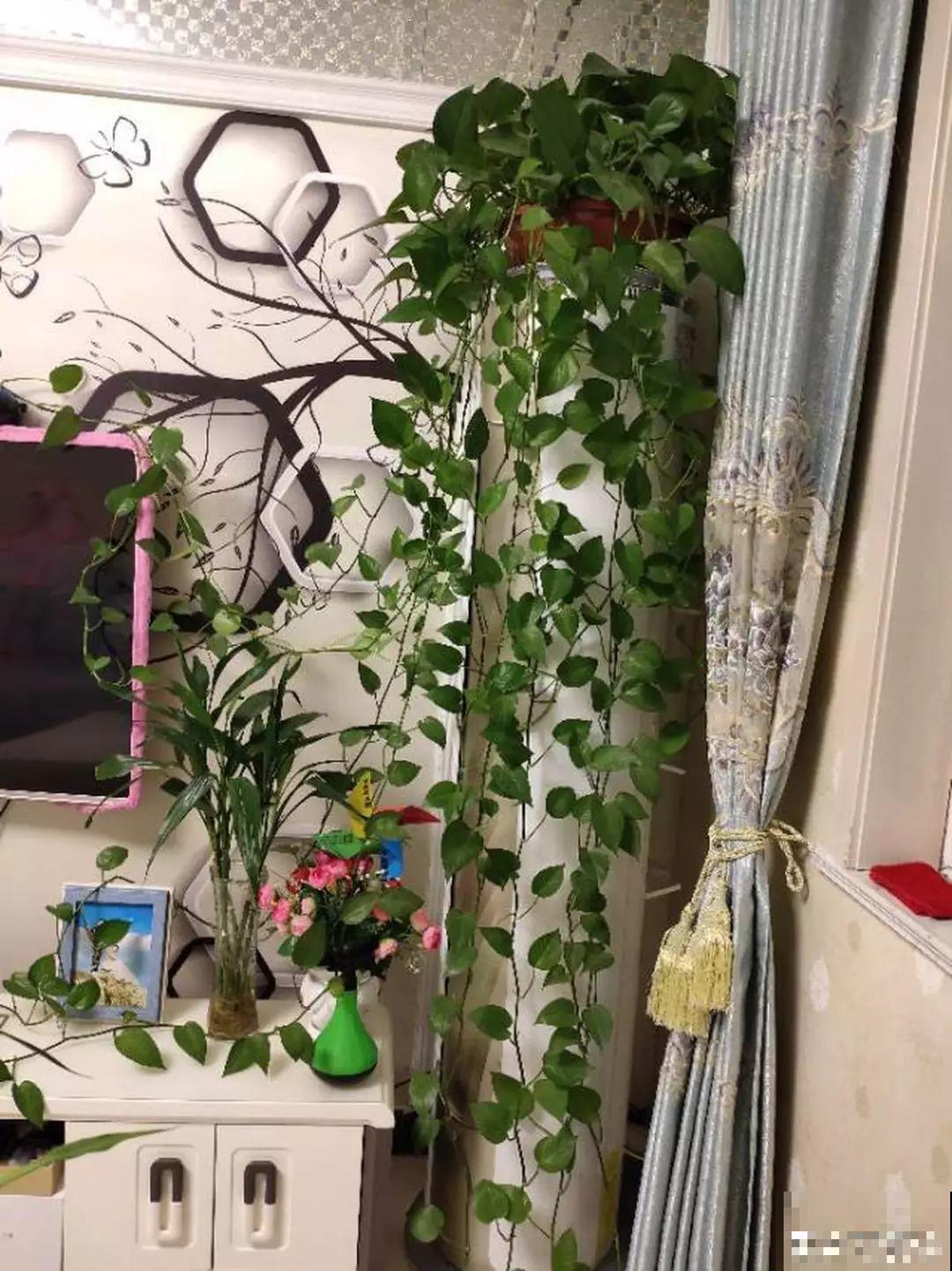 立春后，养花要注意的6件事，免得黄叶招虫子！