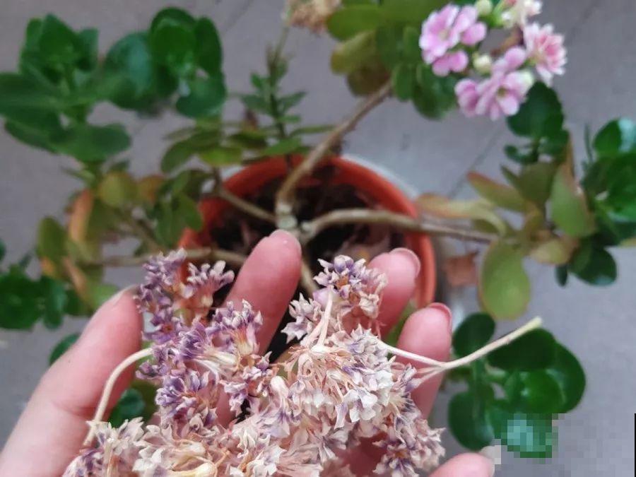 5年的长寿老桩，只开了一朵花，想扔又舍不得！