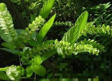 这野草长得好奇怪，一根枝条两种叶，而且还有大作用！