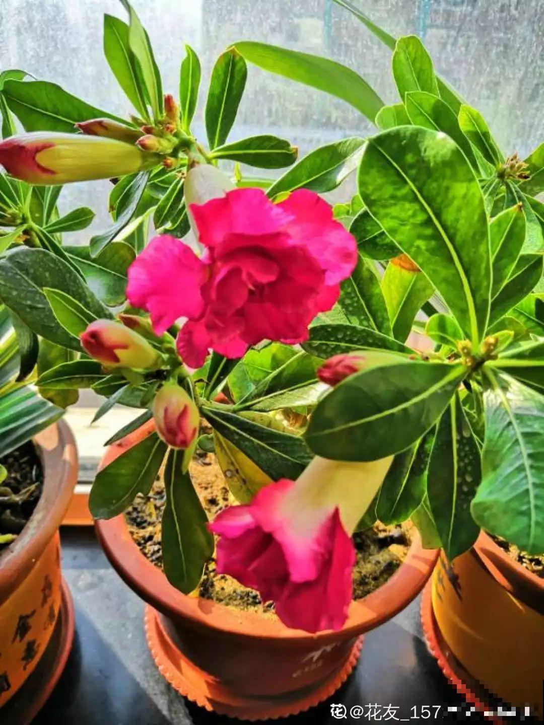 春天给花1盆水，疯长拦不住，开满整个阳台！