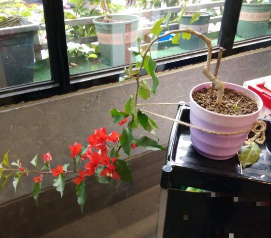 三角梅拉根枝条捆一捆，普货立马变精品，价值翻倍！