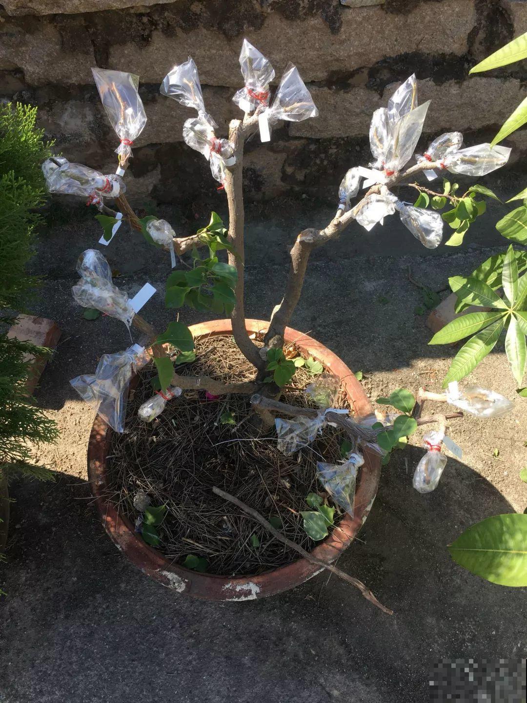 3棵茶花绑一绑，1年变成大老桩，懒人也能养成！