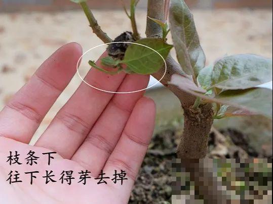 金枝玉叶不能长太高，越矮越值钱，一长高就砍！