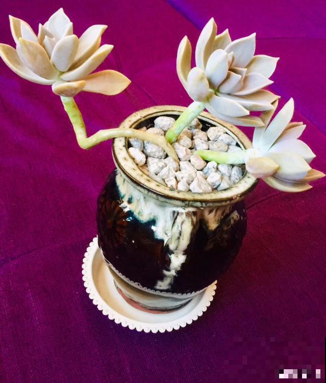 一次疫情，荒芜不了整个春天，阴霾会过去，鲜花也会盛开！