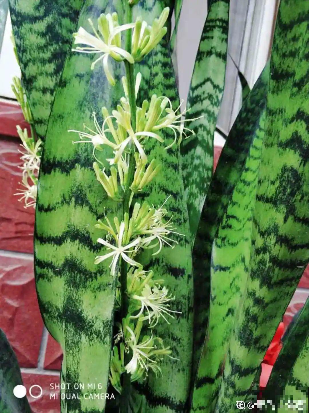 叶子像长寿，开花像绣球，这花的名字你还真想不到！