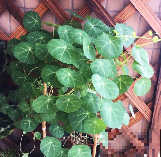 5种招财植物，叶片长得像铜钱，寓意财源滚滚来！